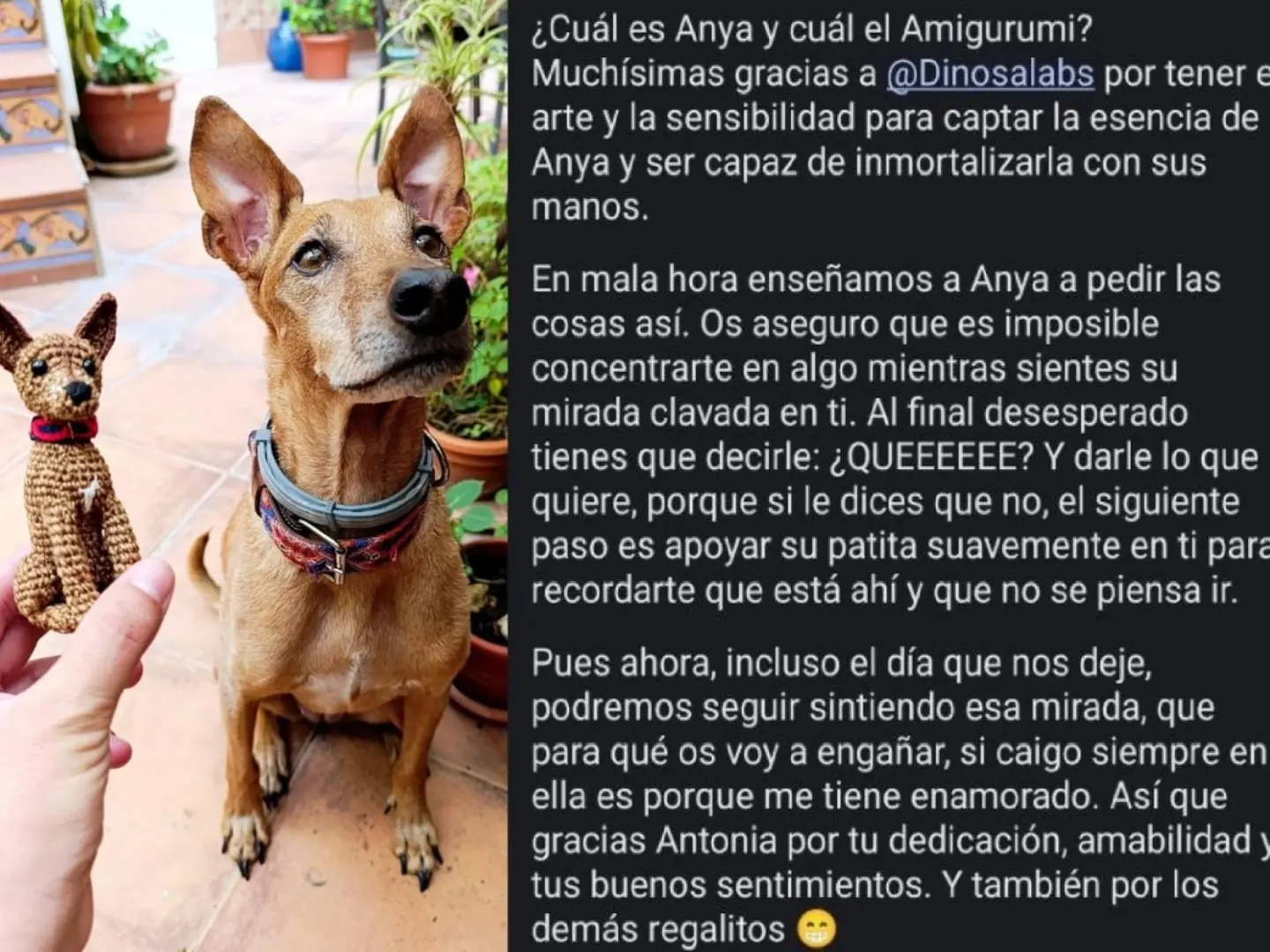 Perros personalizados - Imagen 2