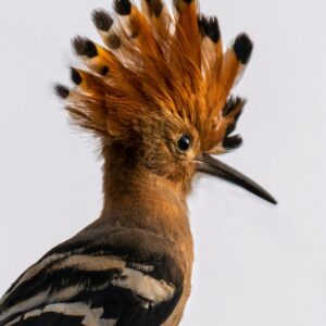 https://www.pexels.com/es-es/foto/pajaro-fauna-vida-salvaje-naturaleza-7774478/