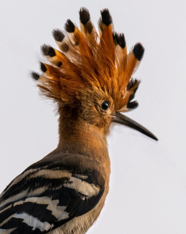 https://www.pexels.com/es-es/foto/pajaro-fauna-vida-salvaje-naturaleza-7774478/