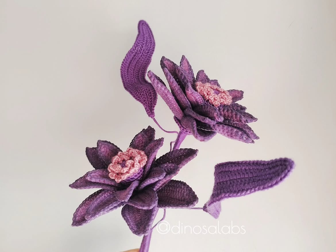 NELUMBO UMBRA – última unidad